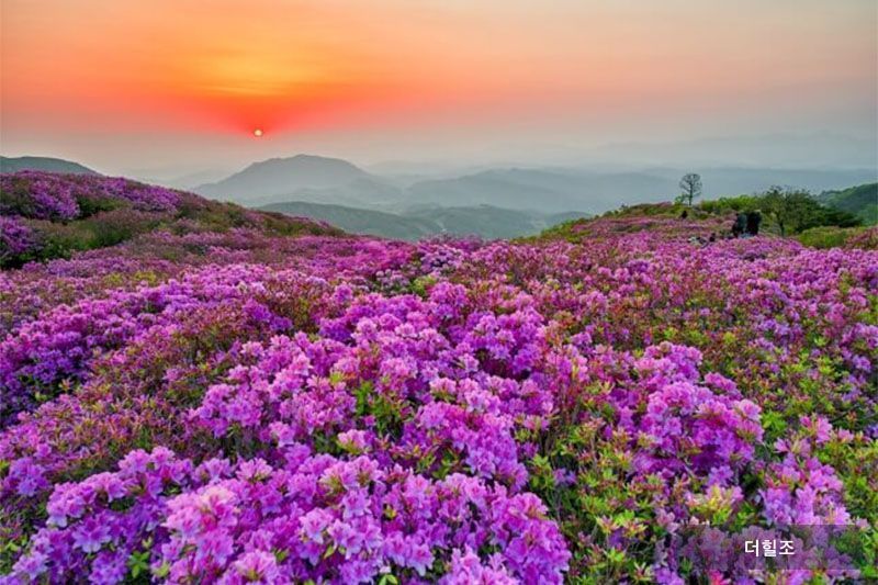 경상남도 합천군 황매산 철쭉
