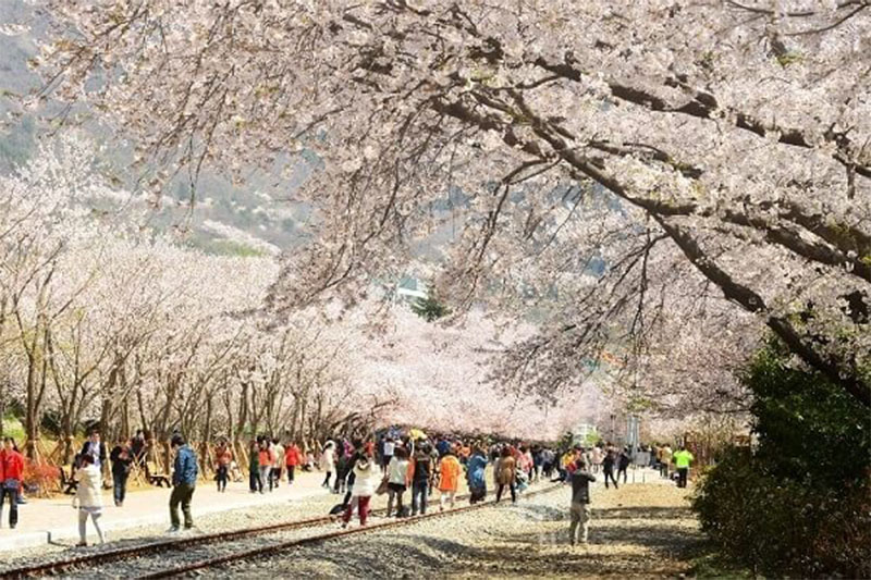 경상남도 창원시 '진해군항제' 경관 | 창원시